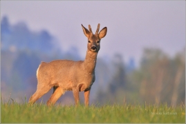 <p>SRNEC OBECNÝ (Capreolus capreolus) Šluknovsko - Jiříkov (European roe deer / Reh</p>